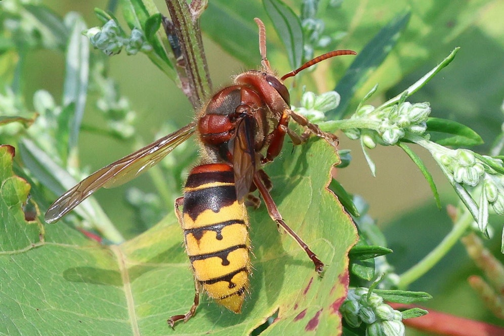 Der 9-jährige Bub aus Bayern starb durch einen Hornissenstich. (Symbolbild)