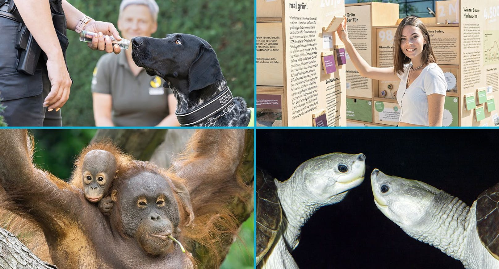 Die Artenschutztage&nbsp; am Wochenende sorgen für besonders viele Highlights im Tiergarten Schönbrunn.