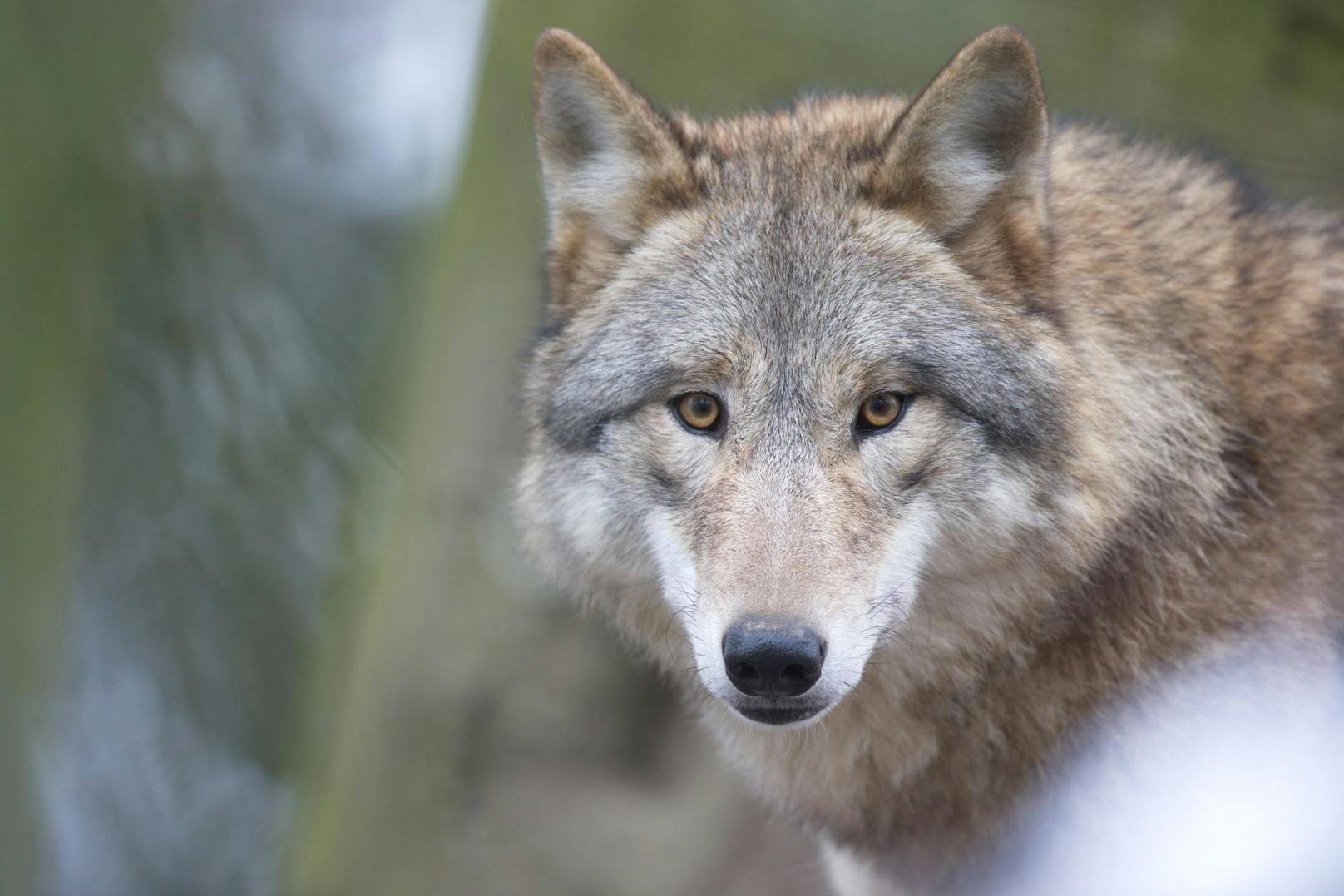 "Scheu verloren" – jetzt wird weiterer Wolf gejagt