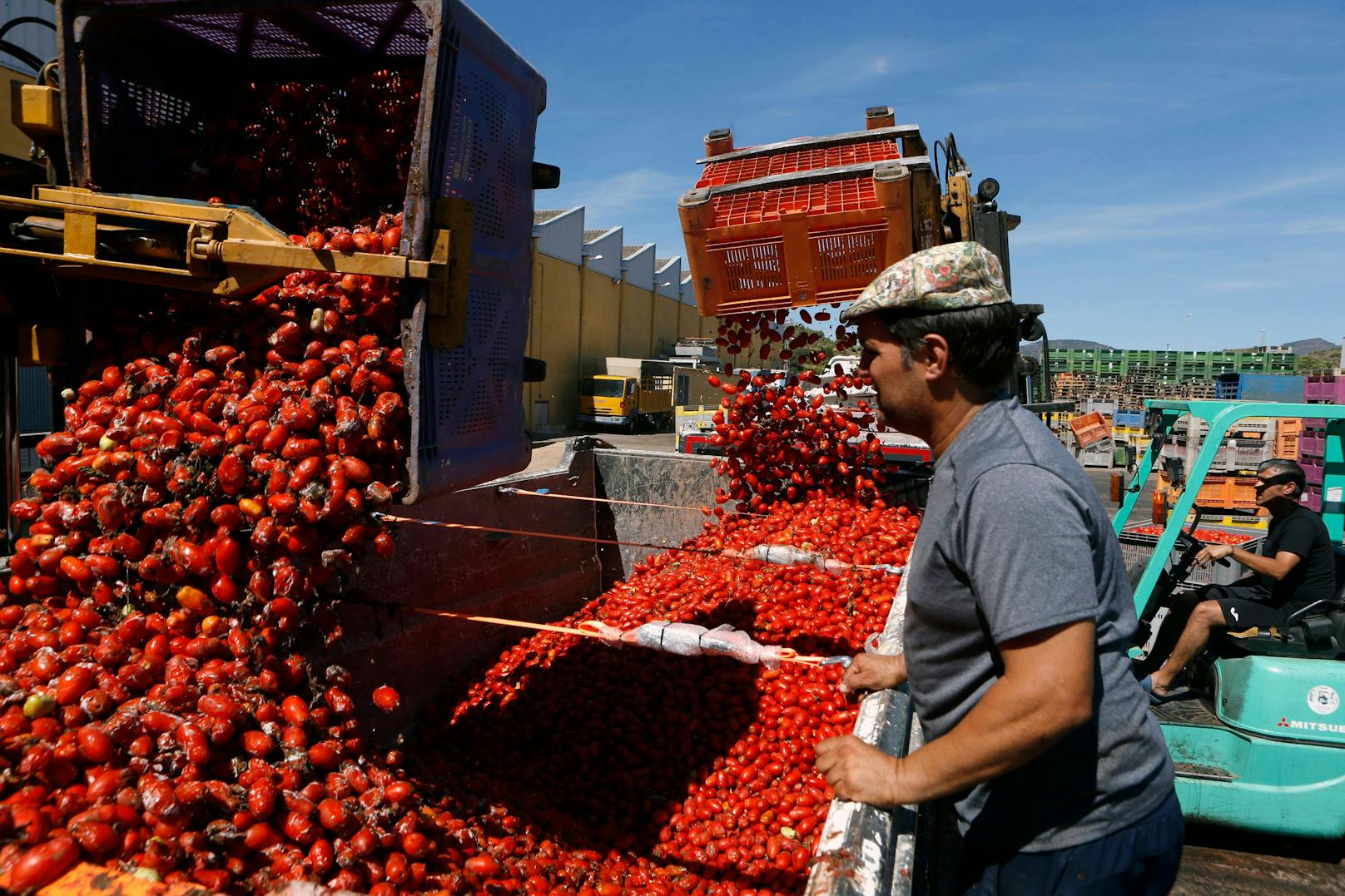 Tonnenweise überreife Tomaten werden durch Lkws im Stadtzentrum verteilt. 