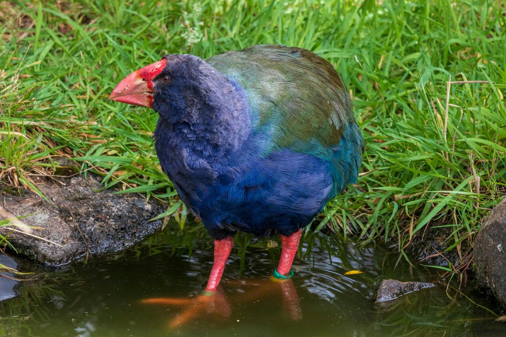 Takahe leben monogam und bleiben ihrem Partner bis zum Tod komplett treu. Eine Paarung findet nur mit diesem Partner statt.