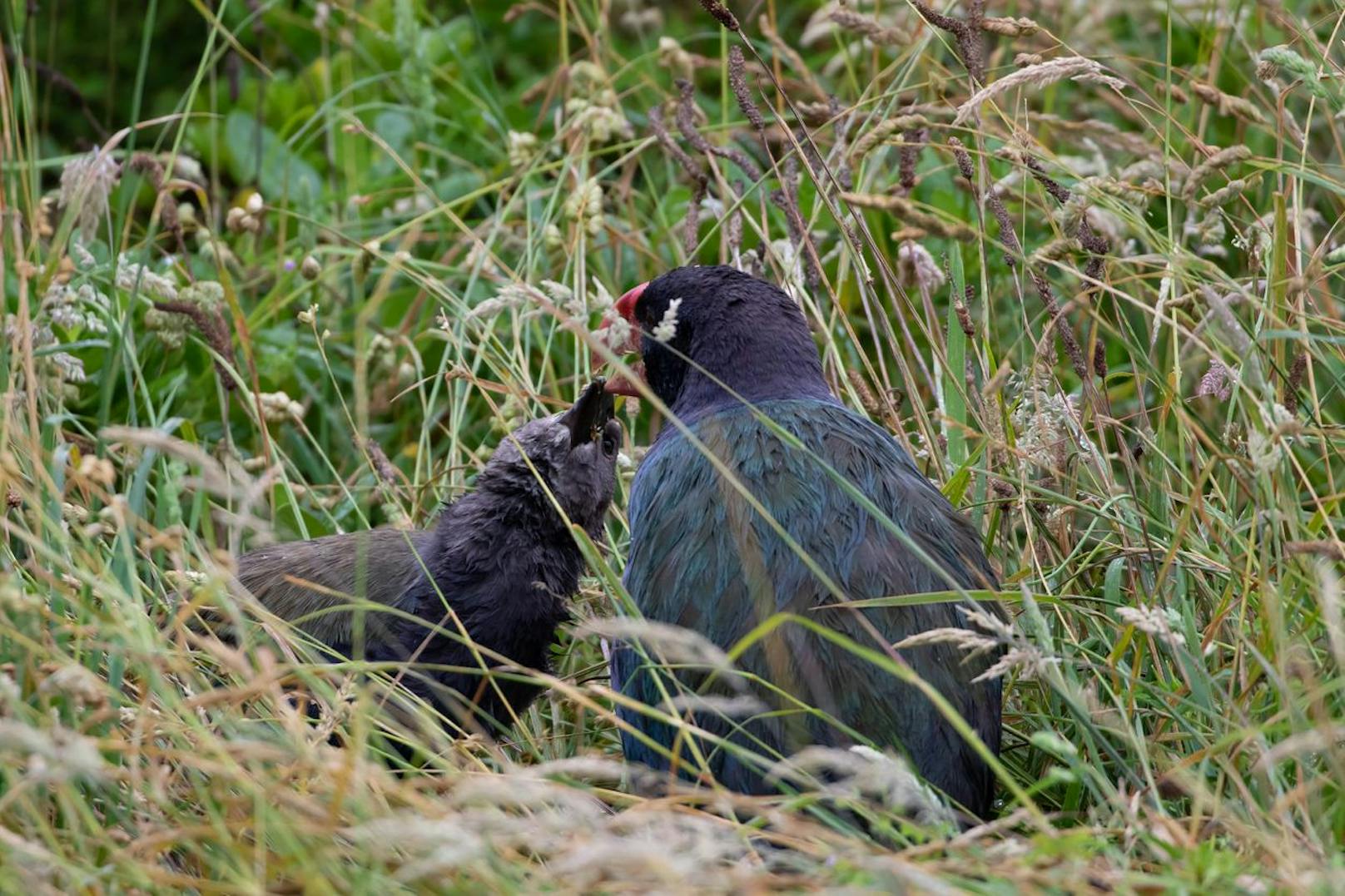 Takahe brüten erstmals erfolgreich erst mit zwei bis drei Jahren und das Weibchen legt maximal zwei Eier.