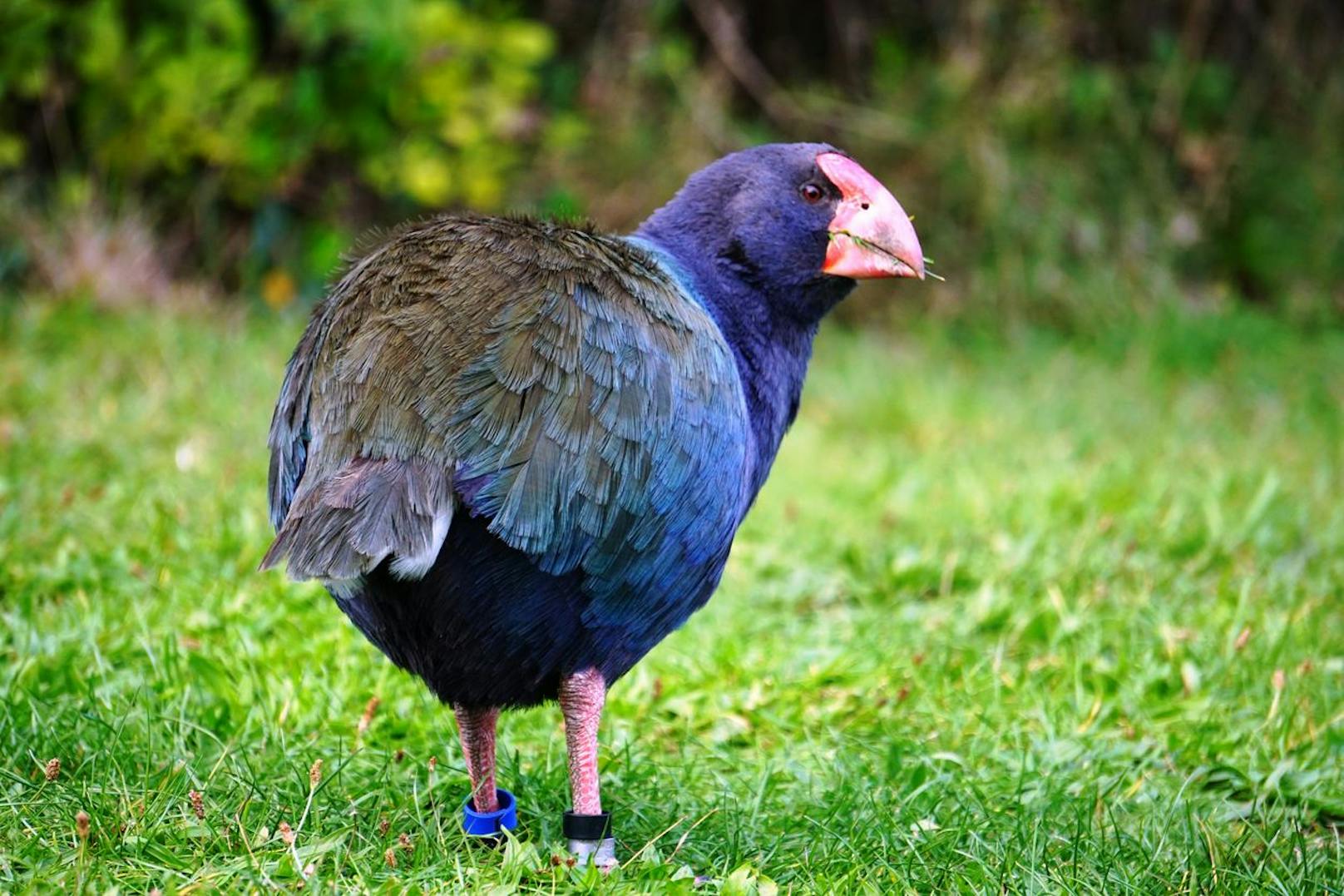 Bis zur Einschleppung der Hermeline hatten die Takahe kaum natürliche Feinde und sie verteidigen ihr Revier sehr aggressiv.