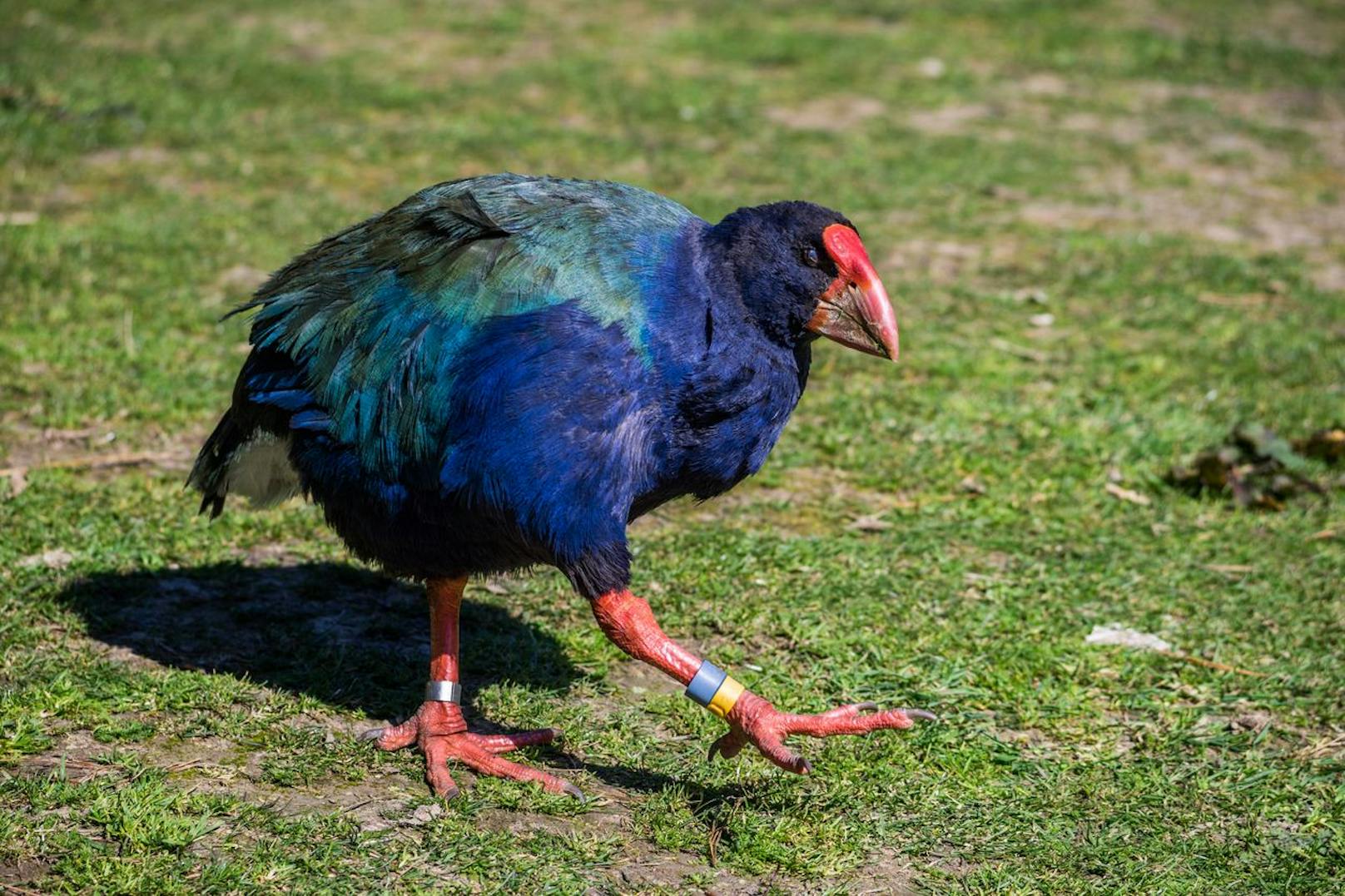 Doch nur die erwachsenen Tiere ernähren sich vegan, - die Jungtiere werden mit Insekten gefüttert, da ihnen sonst das Protein fehlen würde.