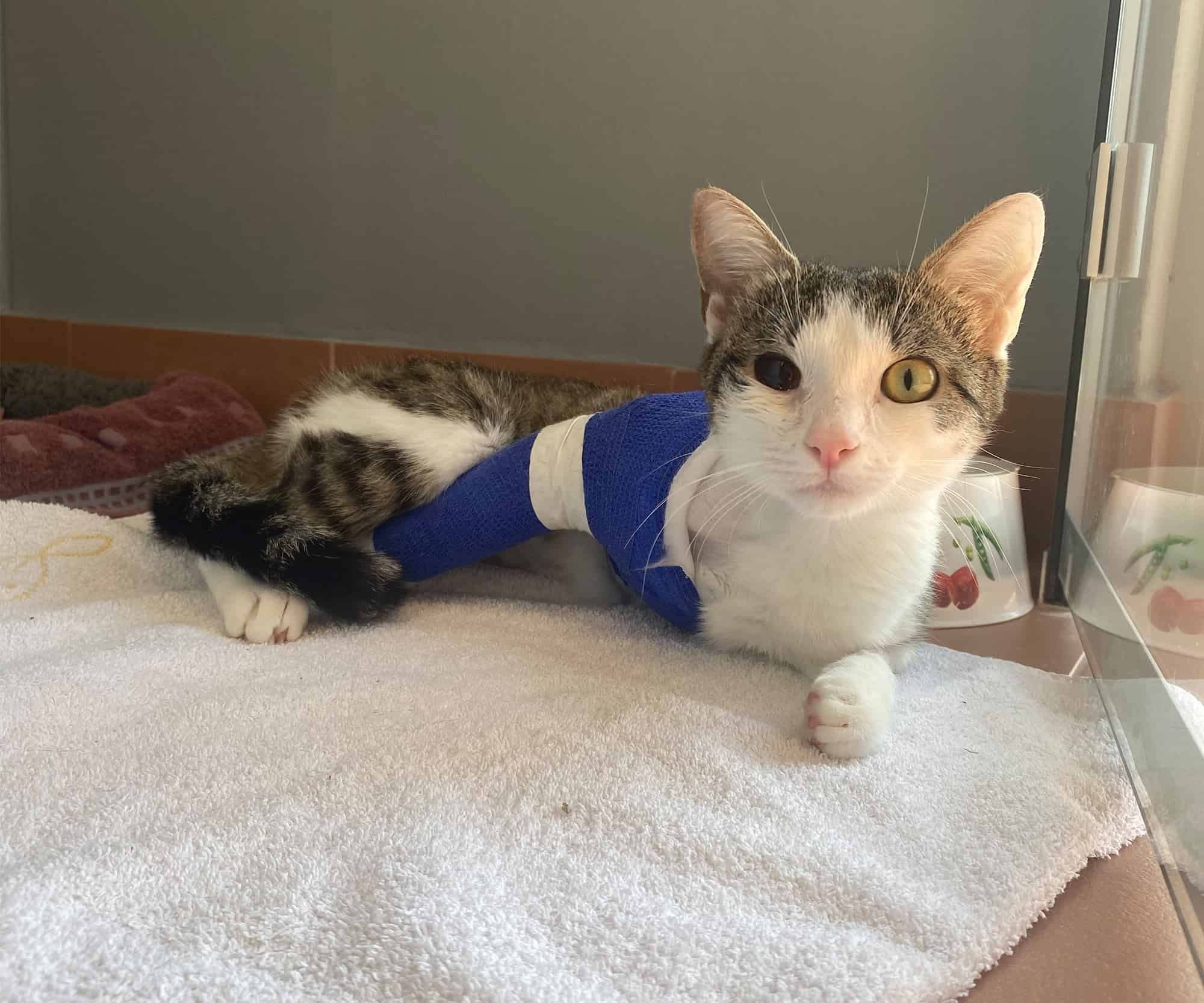 Katze Scapula wurde nach einem Fenstersturz schwer verletzt auf der Straße gefunden.