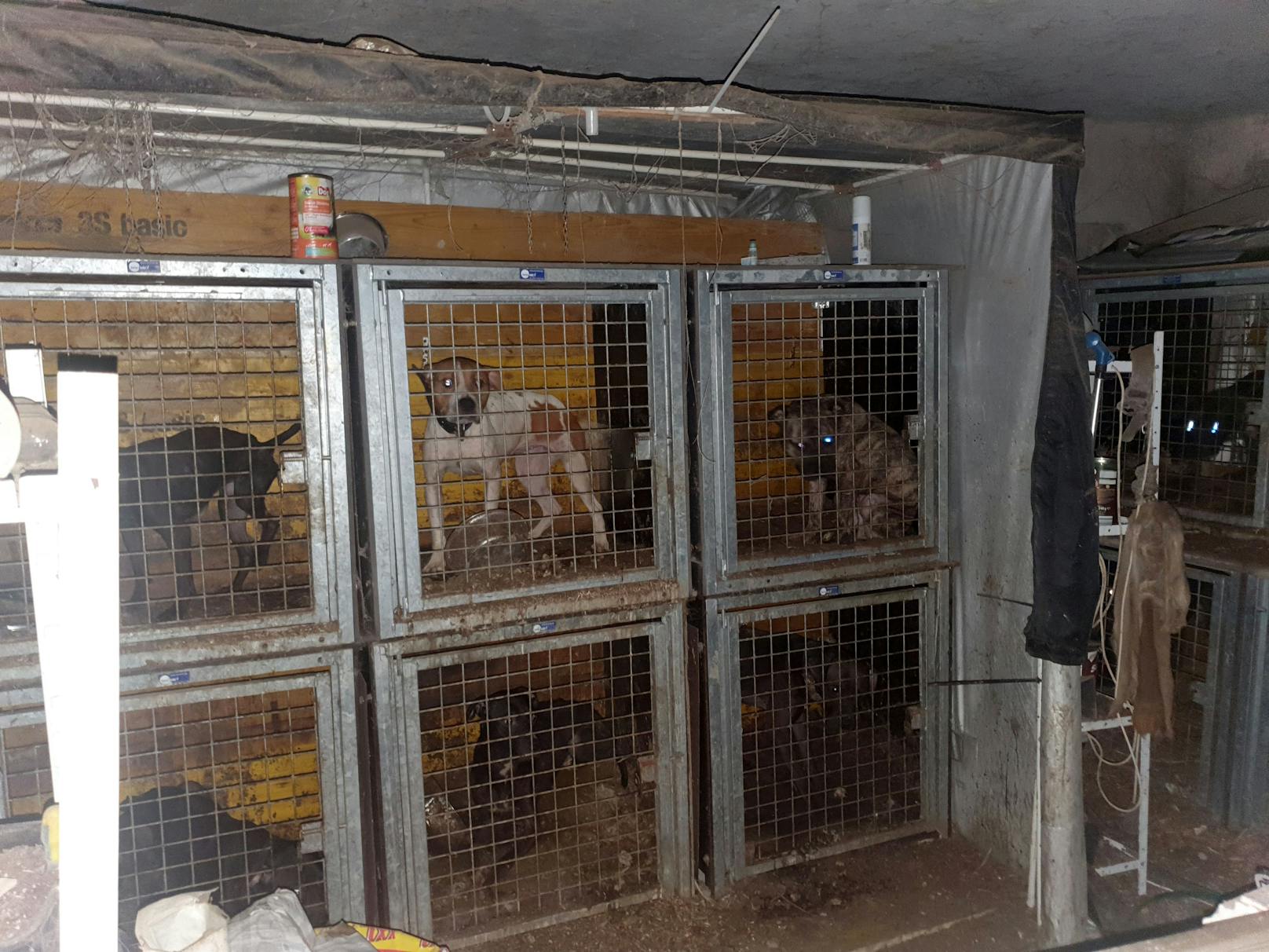Insgesamt 44 Hunde wurden in Käfigen gehalten und für illegale Kämpfe missbraucht. 