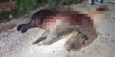 "Kein Grund für Tod" – Mann erschießt Braunbär-Mutter