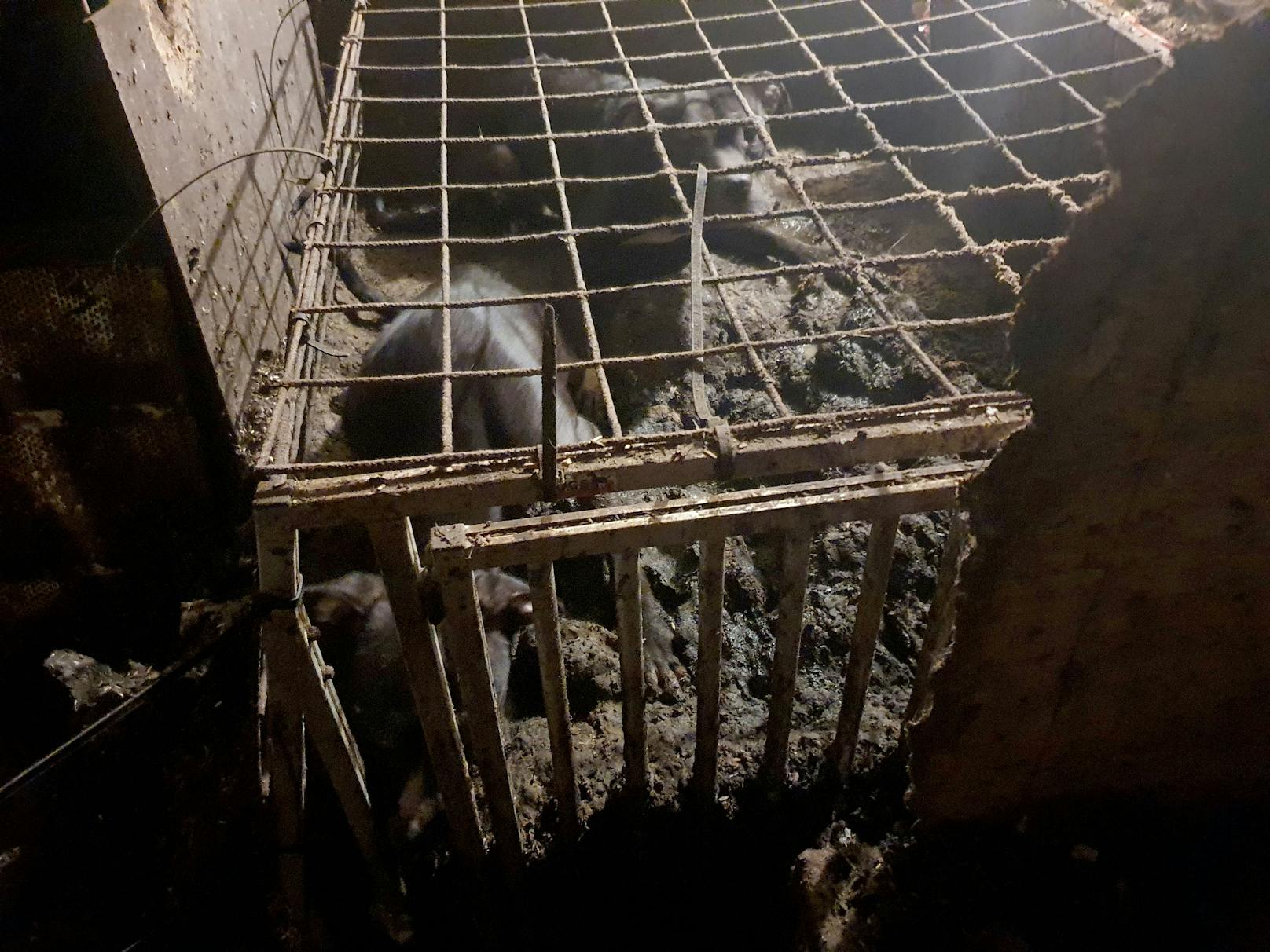 Die Tiere waren ohne Tageslicht und ohne Zugang zu Nahrung, Wasser und Frischluft in Käfigen eingesperrt.