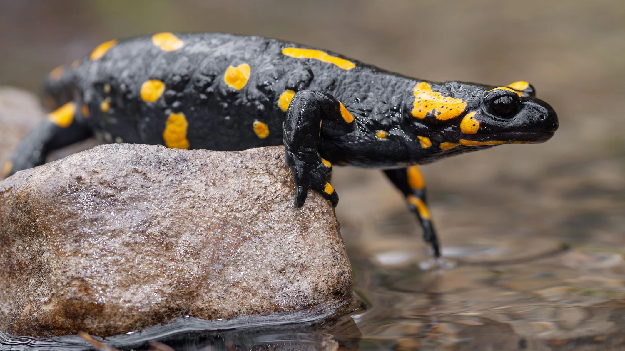 Gerade im feuchten Laub, wuseln die Feuersalamander jetzt gerne herum.