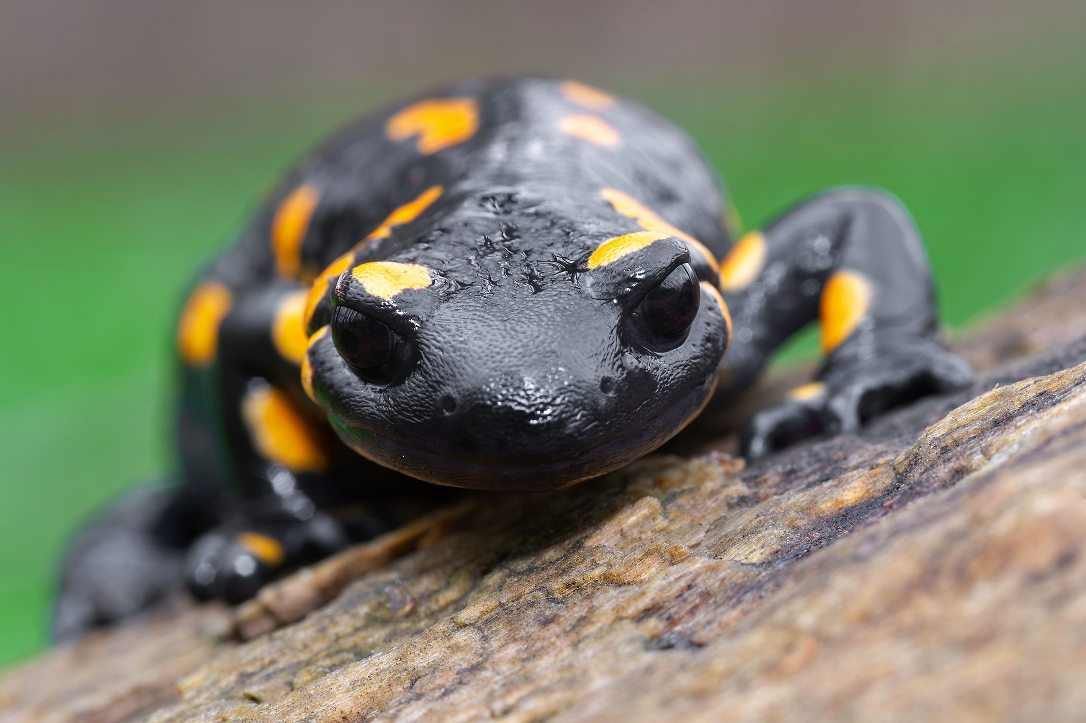 Ein asiatischer Pilz infiziert unsere Feuersalamander und Molche.