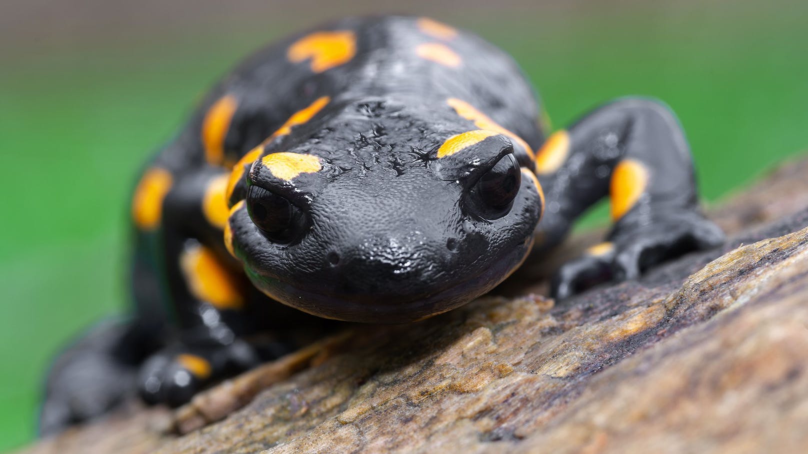 Ein asiatischer Pilz infiziert unsere Feuersalamander und Molche.