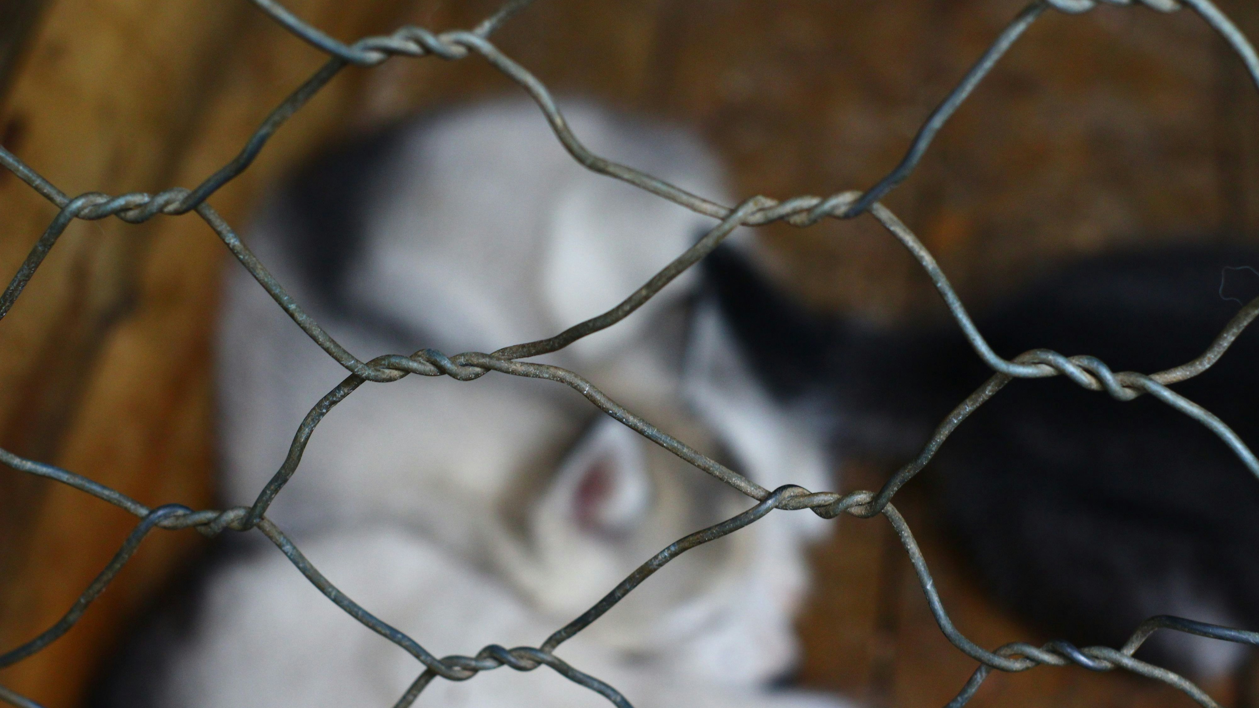 Die Polizei hat in Ansfelden einen schweren Fall von Tierquälerei aufgedeckt (Symbolbild).
