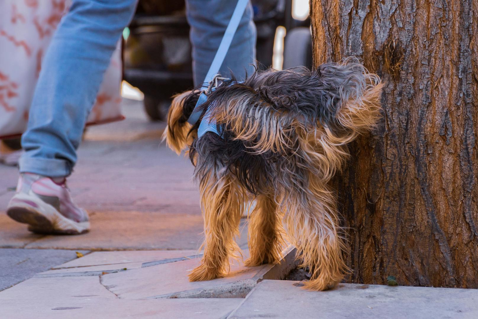 Hund pinkelt vor Lokal – dann rasten Frauen völlig aus