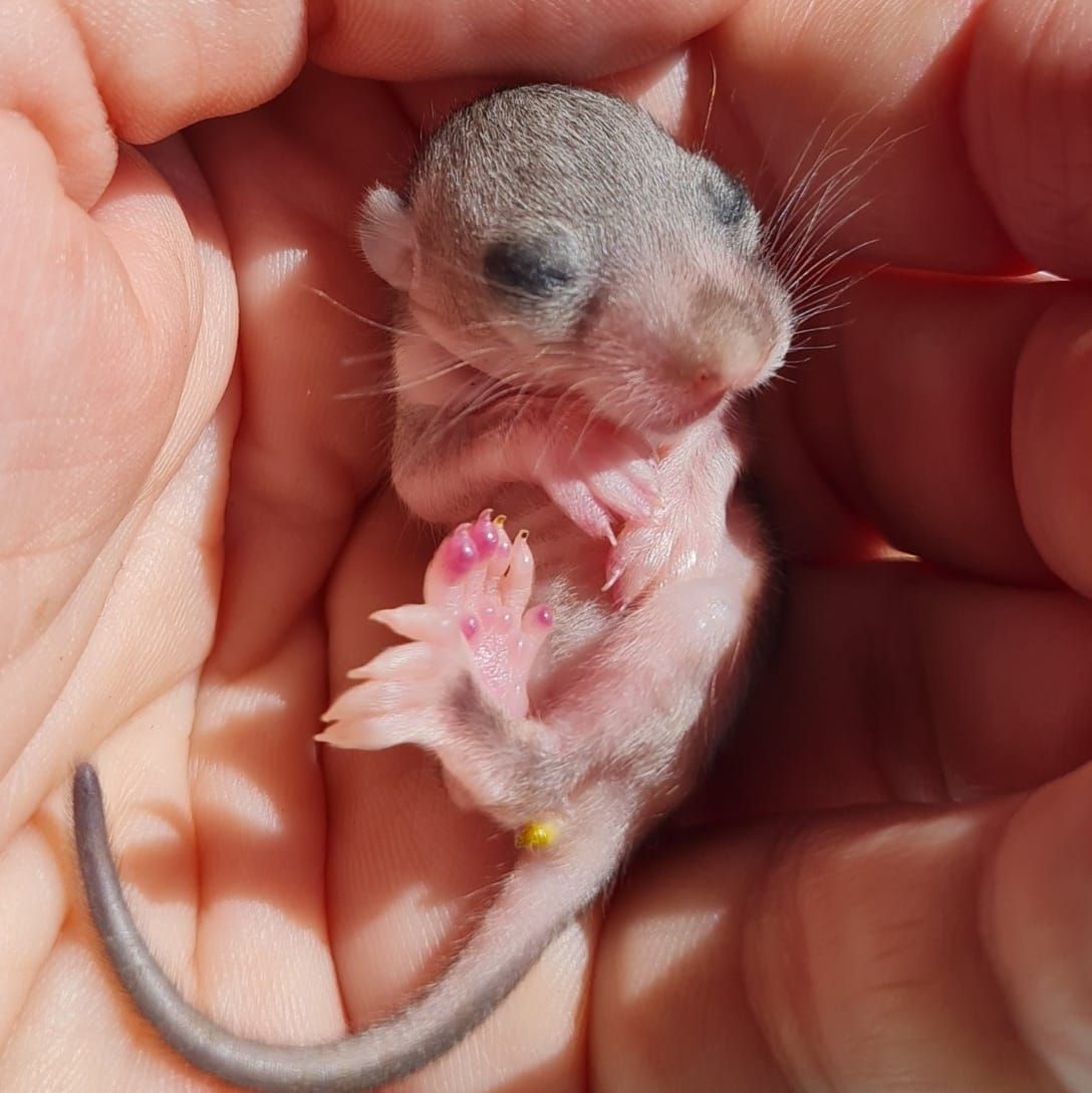 Der Kleine ist bei Claudia Kaltenegger gut aufgehoben.