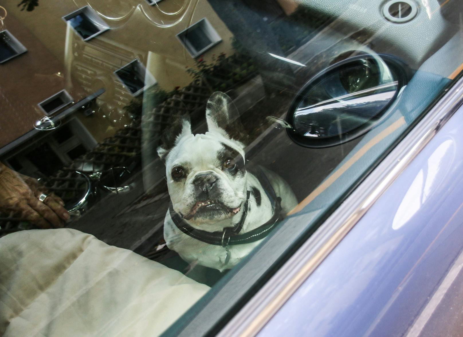 Im Sommer wird es in geschlossenen Autos schnell gefährlich heiß. Hunde und Kinder sollten deshalb nie in Autos zurückgelassen werden. (Symbolbild)
