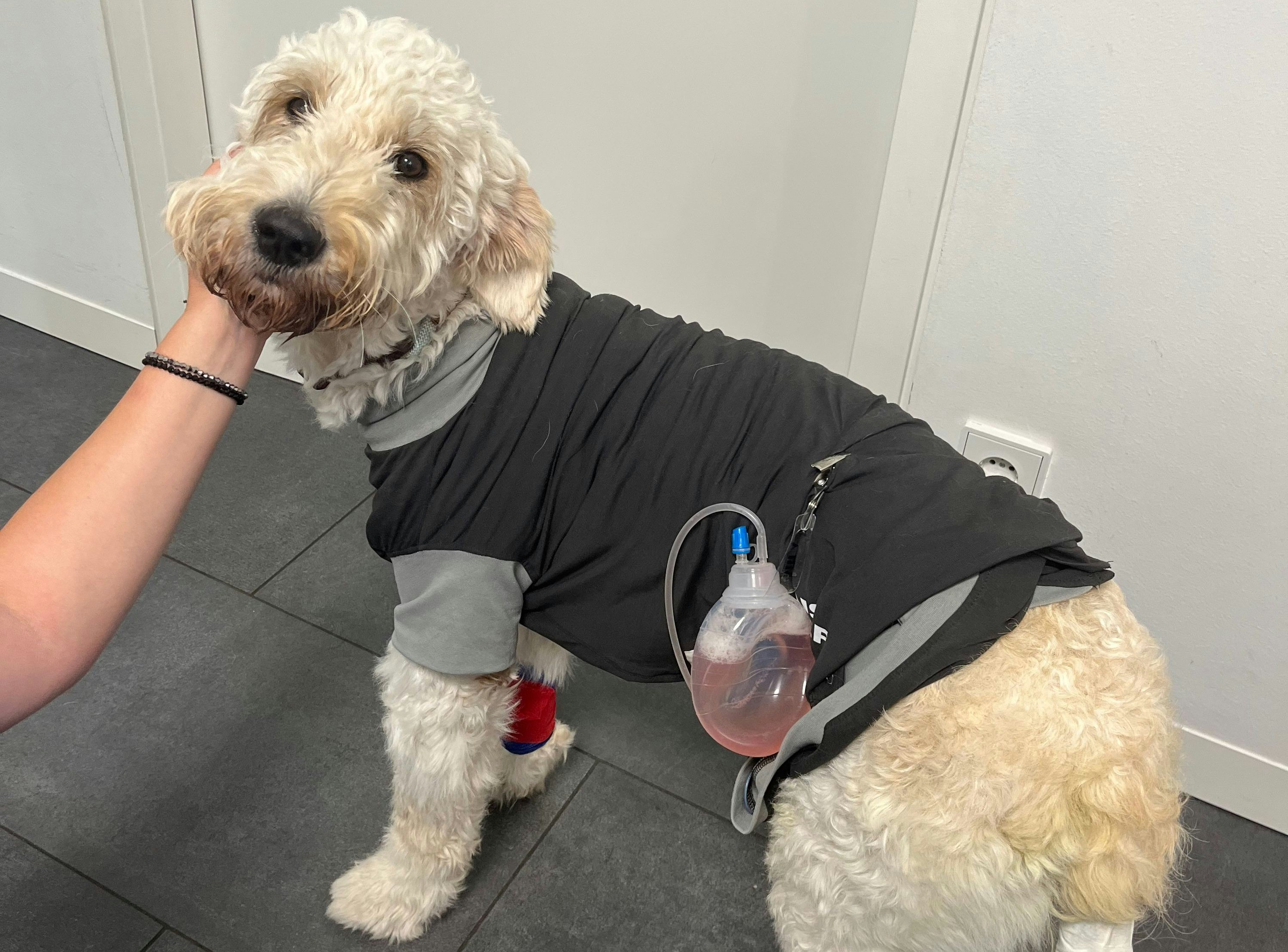 Nun erholt sich Loki von ihrer ersten OP.