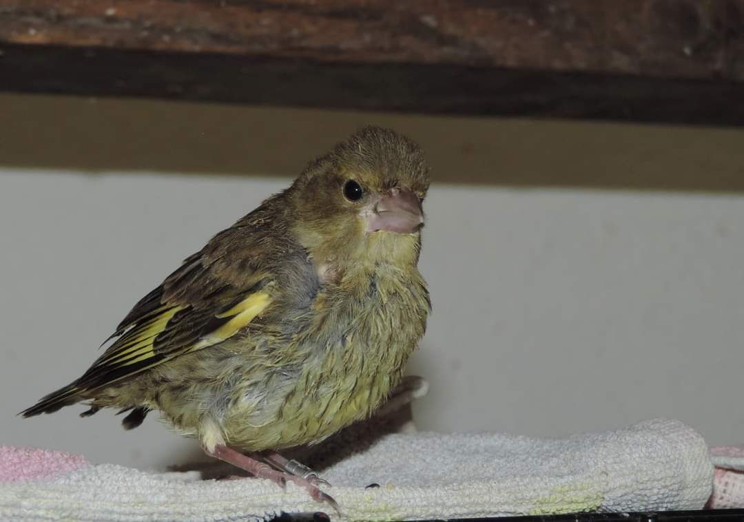 Aufnahme eines Grünfinken