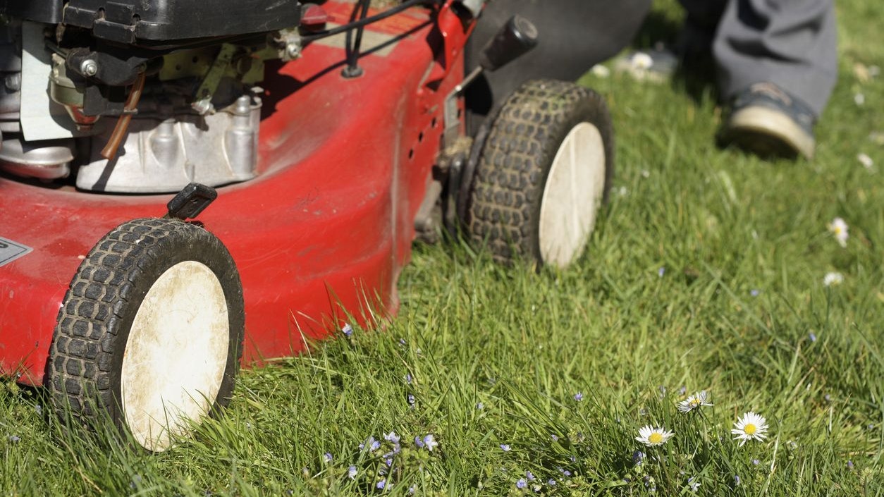 Cutting the grass with a petrol lawnmower.