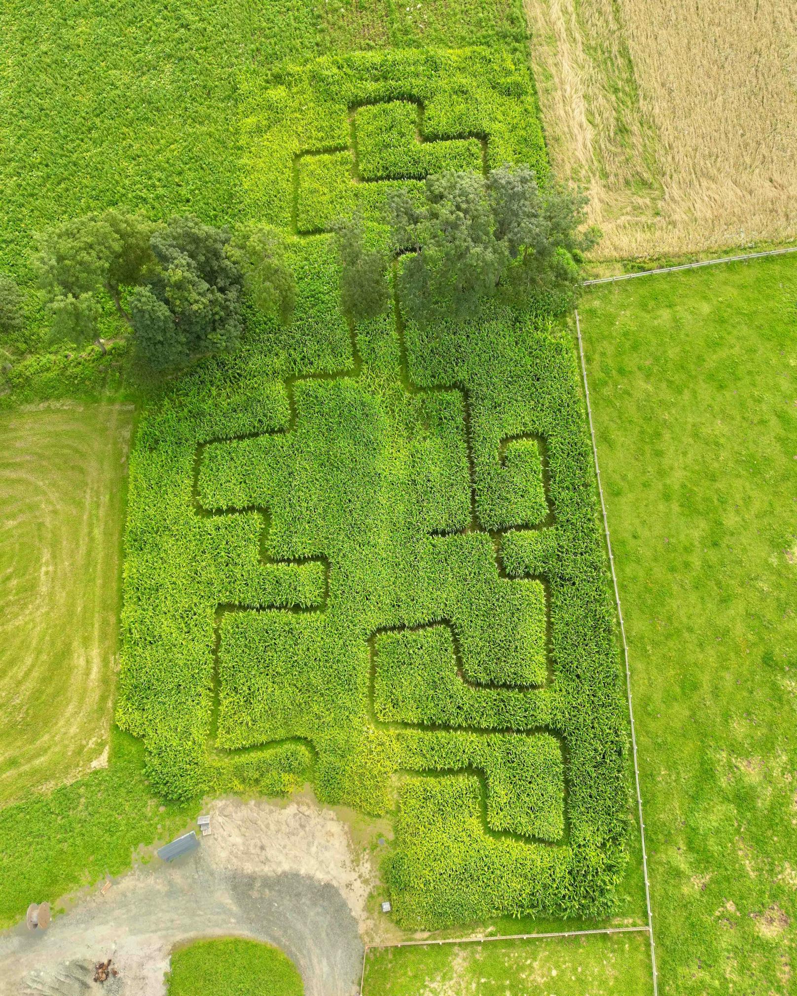 Großes Labyrinth besteht aus 160.000 Maispflanzen