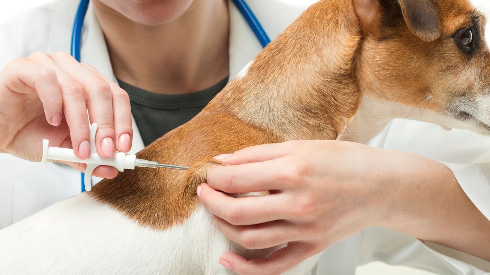 Immer mehr Menschen lassen ihre Hunde aus Angst vor Nebenwirkungen nicht mehr impfen.