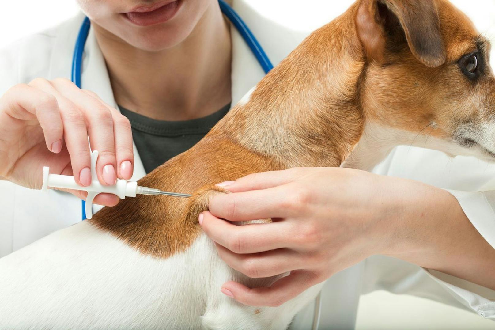 Aus Angst! Menschen lassen Hunde weniger impfen