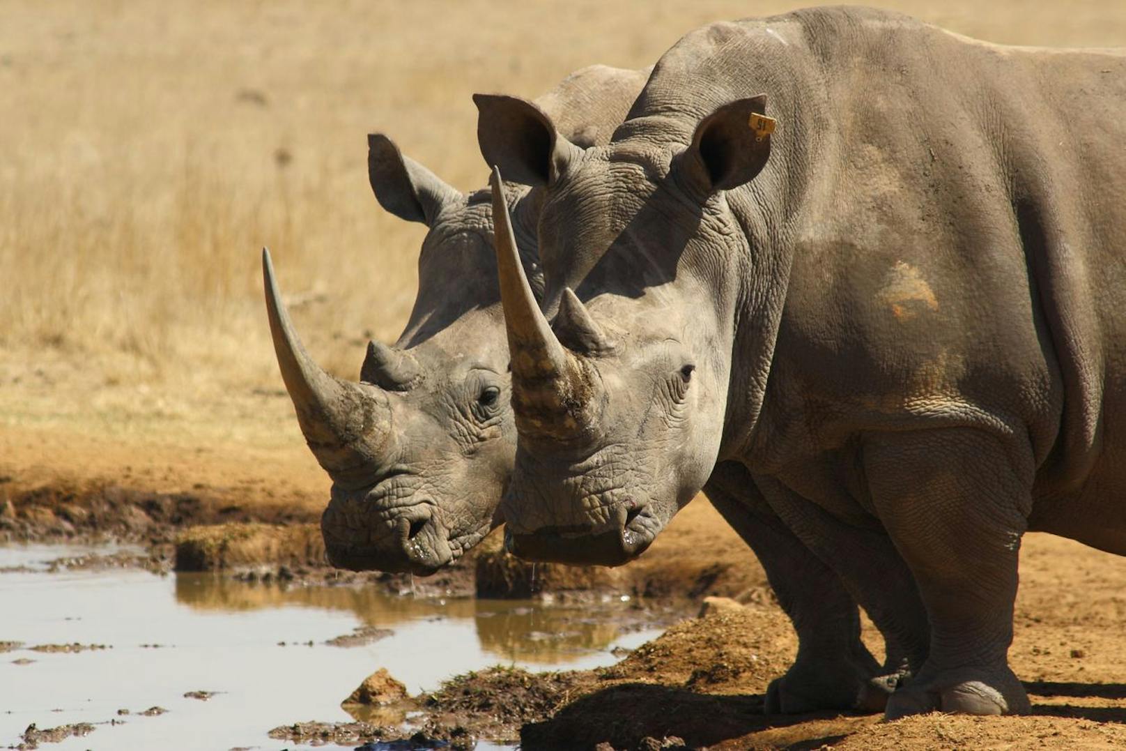 Das Breitmaulnashorn zählt neben dem Elefanten und dem Flusspferd zu den größten Landsäugetieren.&nbsp;