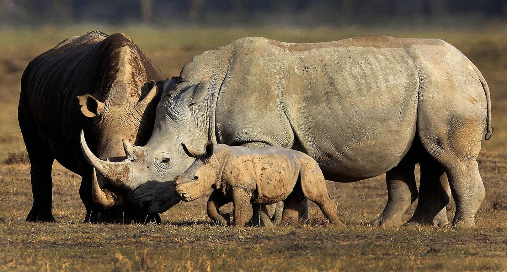 Die Nashornfarm "Platinum Rhino" hat einen neuen Besitzer: Die Naturschutzorganisation "African Parks".