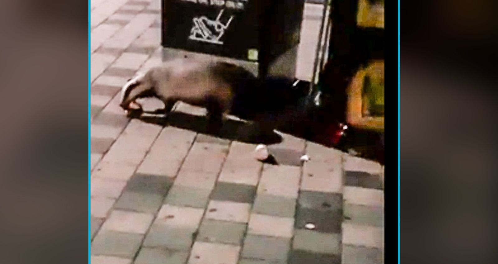 Der Dachs fühlt sich in unserer Bundeshauptstadt offenbar besonders eingeladen.