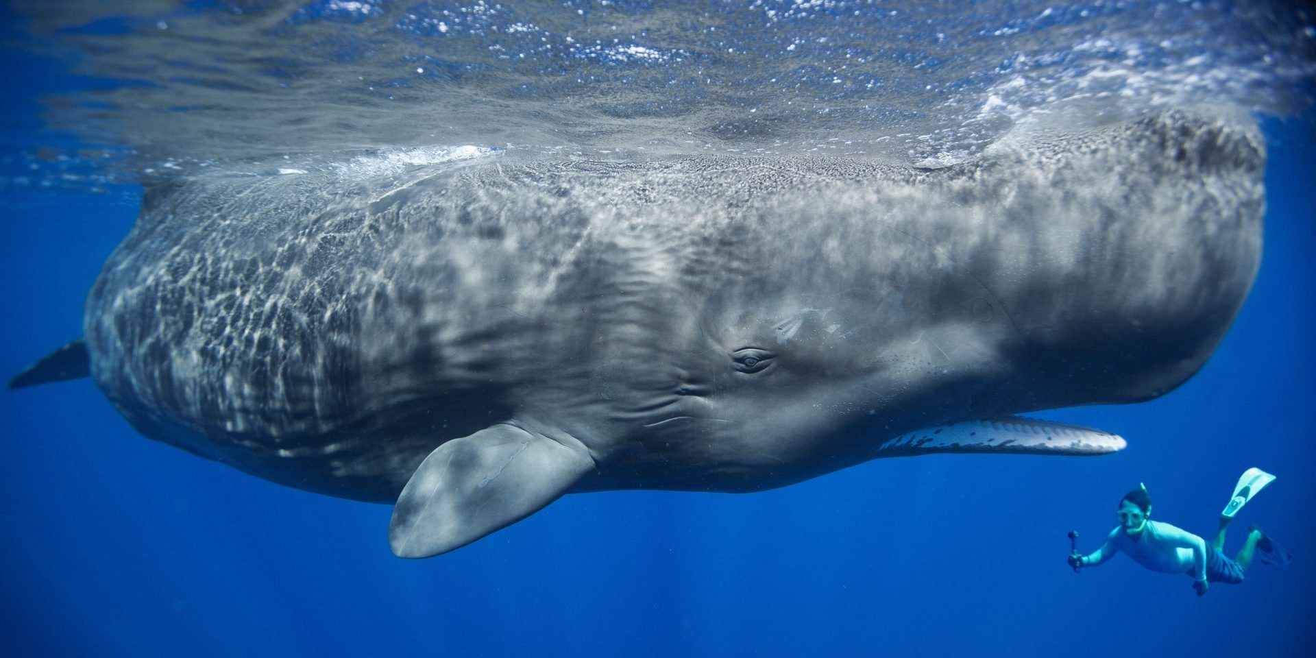 Patrick Dykstra hat gelernt mit Pottwalen zu kommunizieren. 