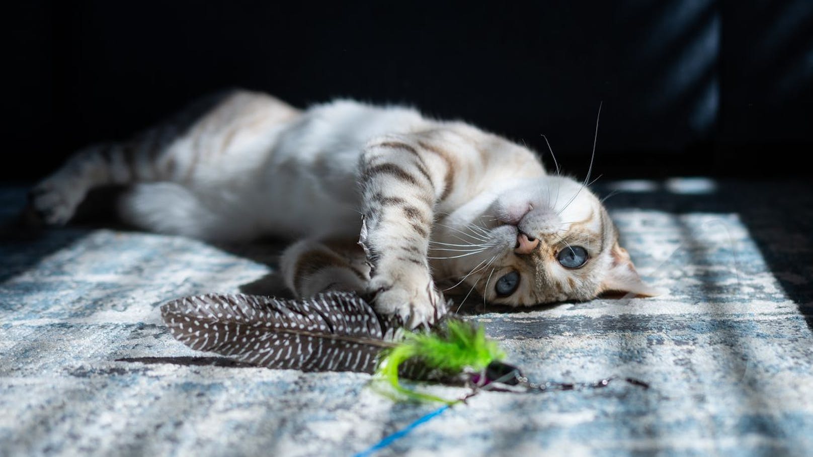 In England bekam eine Dame besonders wohlwollende Geschenke ihrer Katzen.