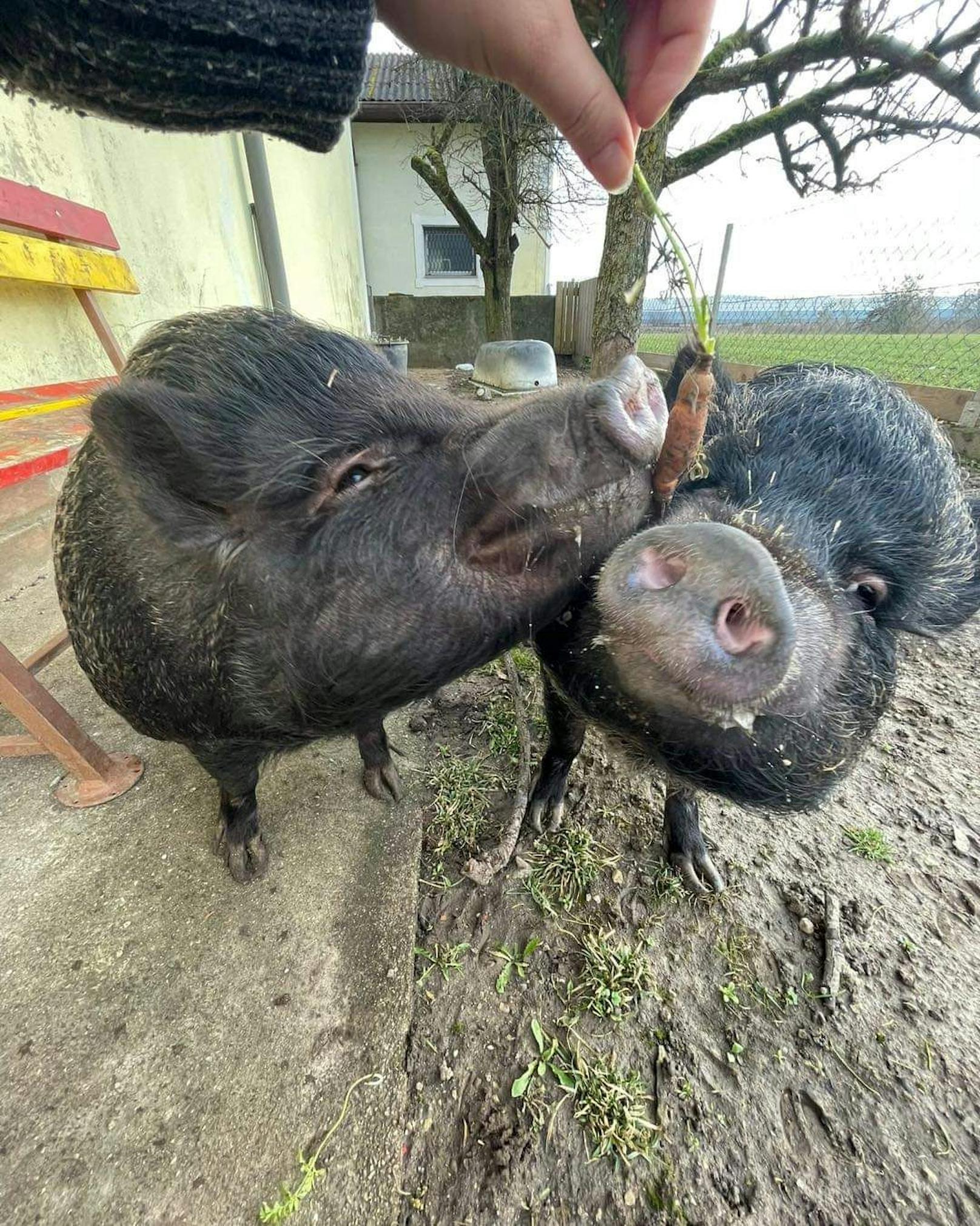 Minischweine "Roxy" und "Lucy" suchen neues Zuhause