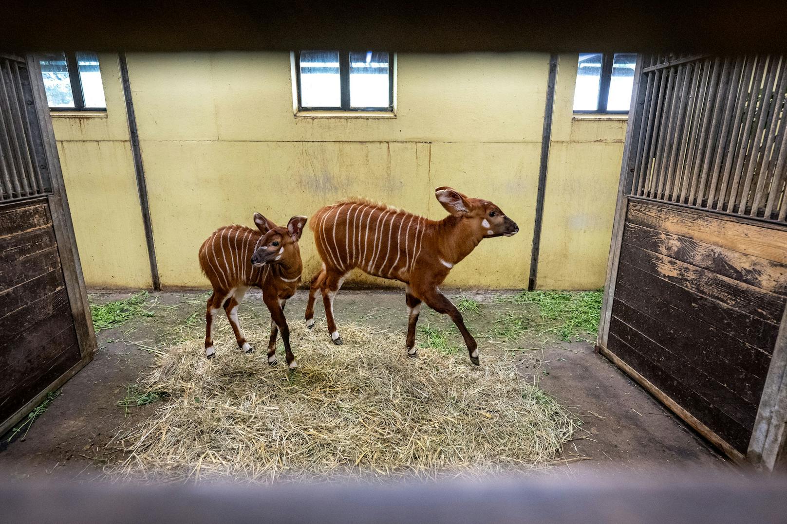 Babys des vom Aussterben bedrohten Bongos sind im Stall des Safariparks Dvur Kralove in der Region Trutnov in der Tschechischen Republik zu sehen.