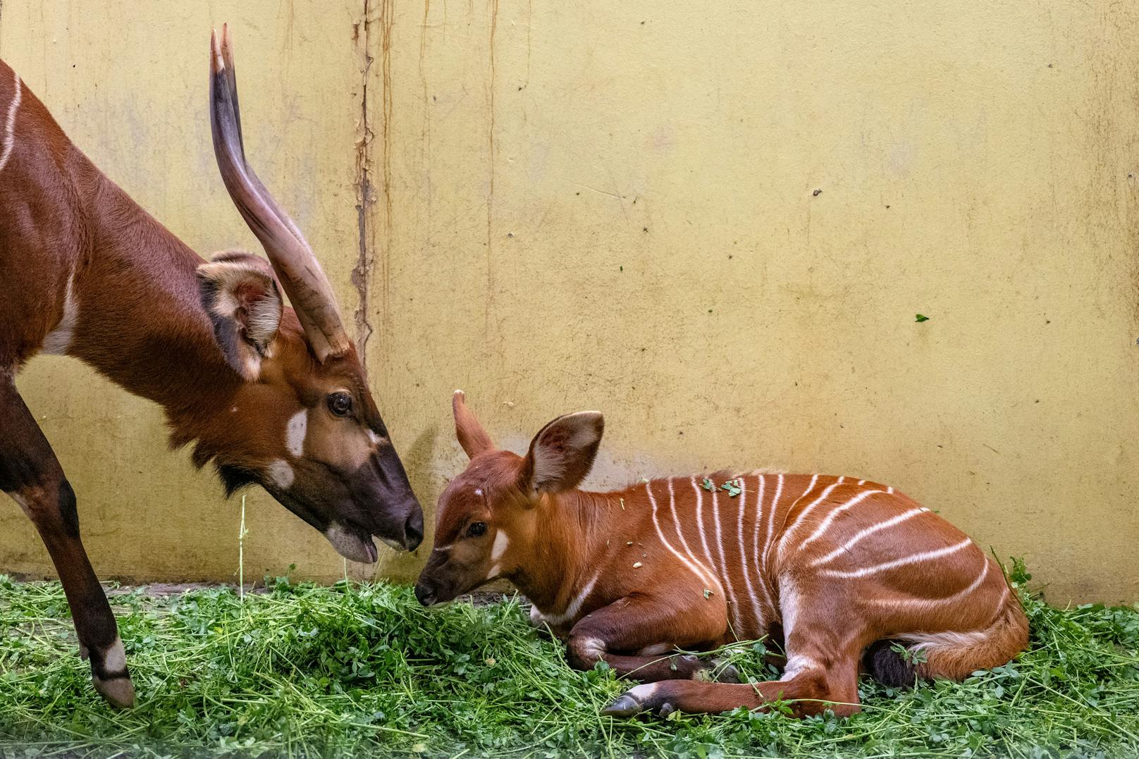 Der Bongo ist eine afrikanische Antilopenart.&nbsp;