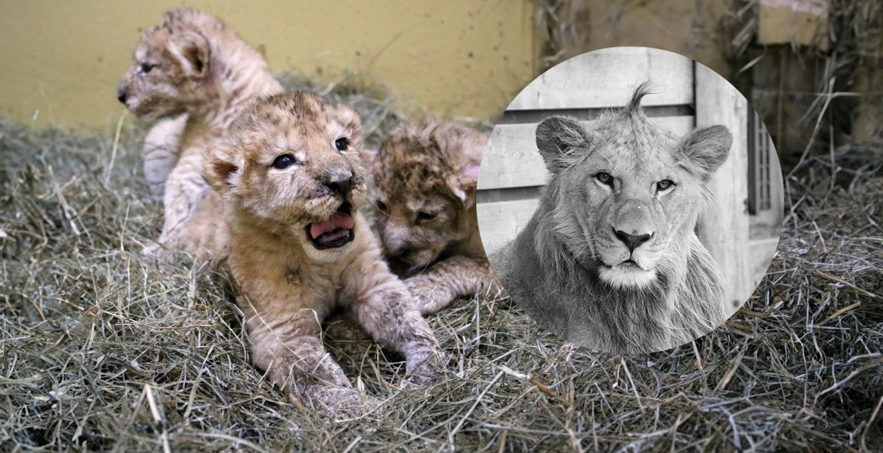 Heute.at - Große Trauer! Löwen-Drilling Maximus ist gestorben