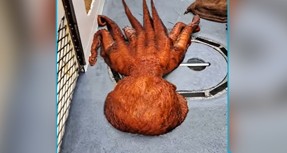 Ein Riesenkrake ging vor Kalifornien unabsichtlich ins Netz. Die Fischer filmten den Moment der Befreiung.&nbsp;