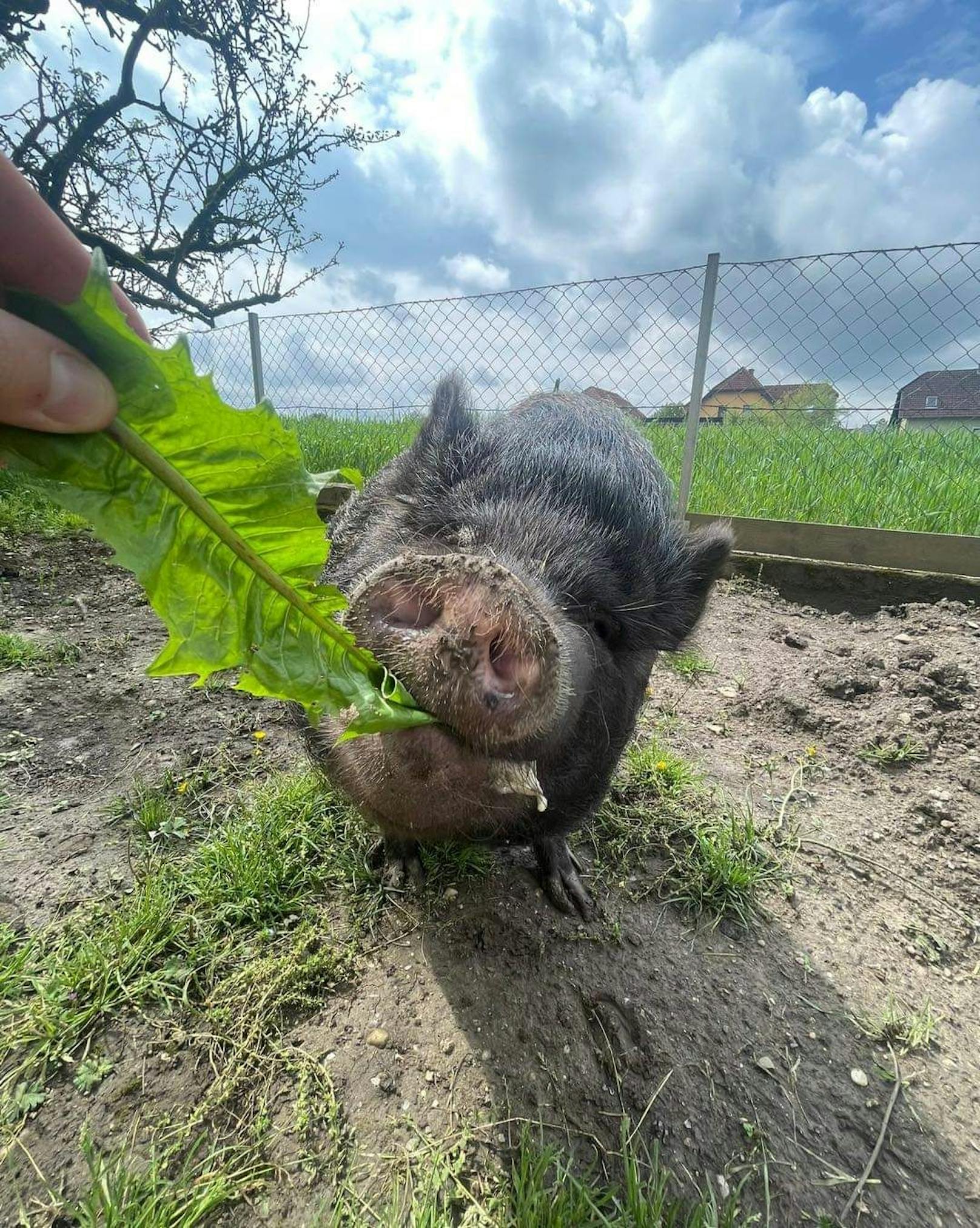 Minischweine suchen ein Zuhause