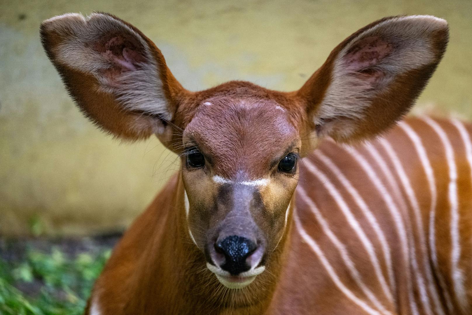 Man unterscheidet den Östlichen und den Westlichen Bongo.&nbsp;