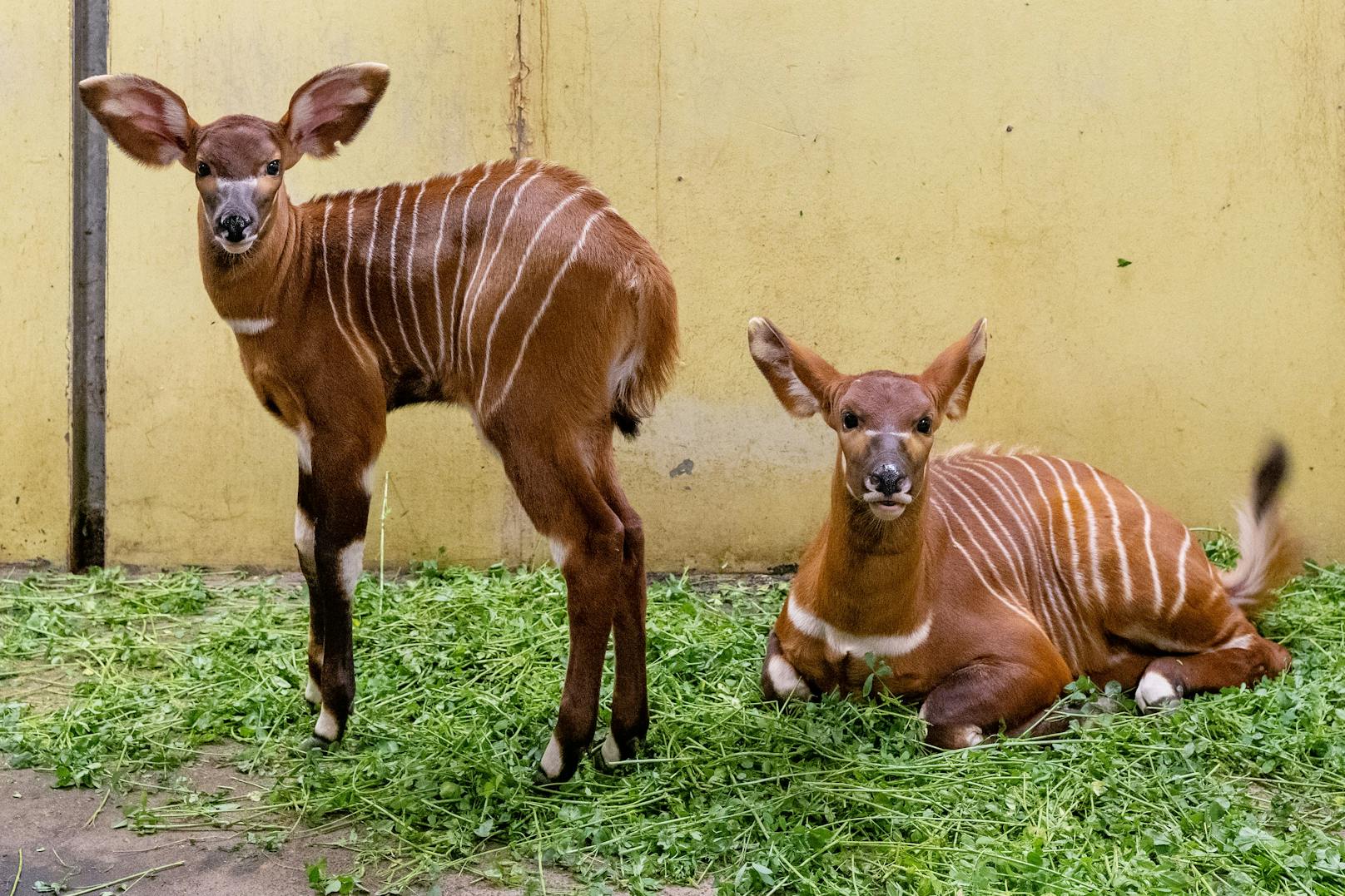 Das Halten in Zoos ist allerdings umstritten, da die Tiere sehr schreckhaft sind und sich nur schwer an Lärm und Weite gewöhnen.