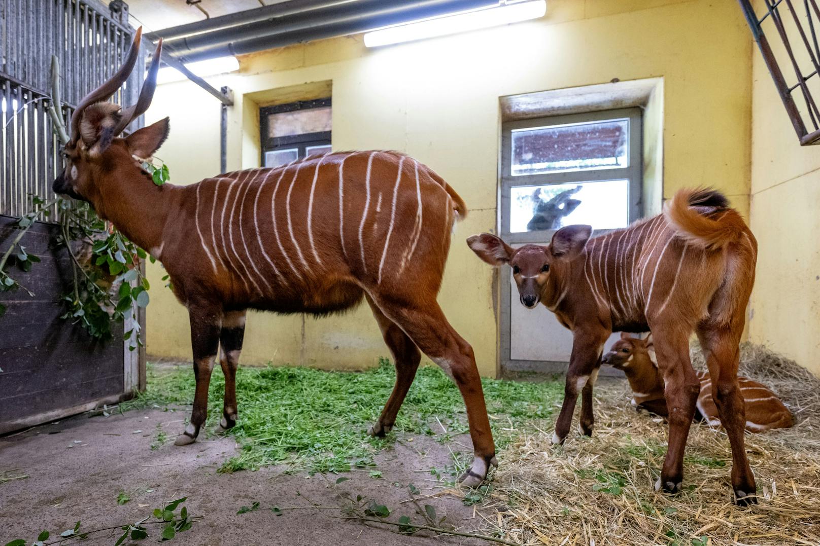 In Zoos und Tiergärten leben mittlerweile mehr Bongos als in freier Wildbahn.&nbsp;