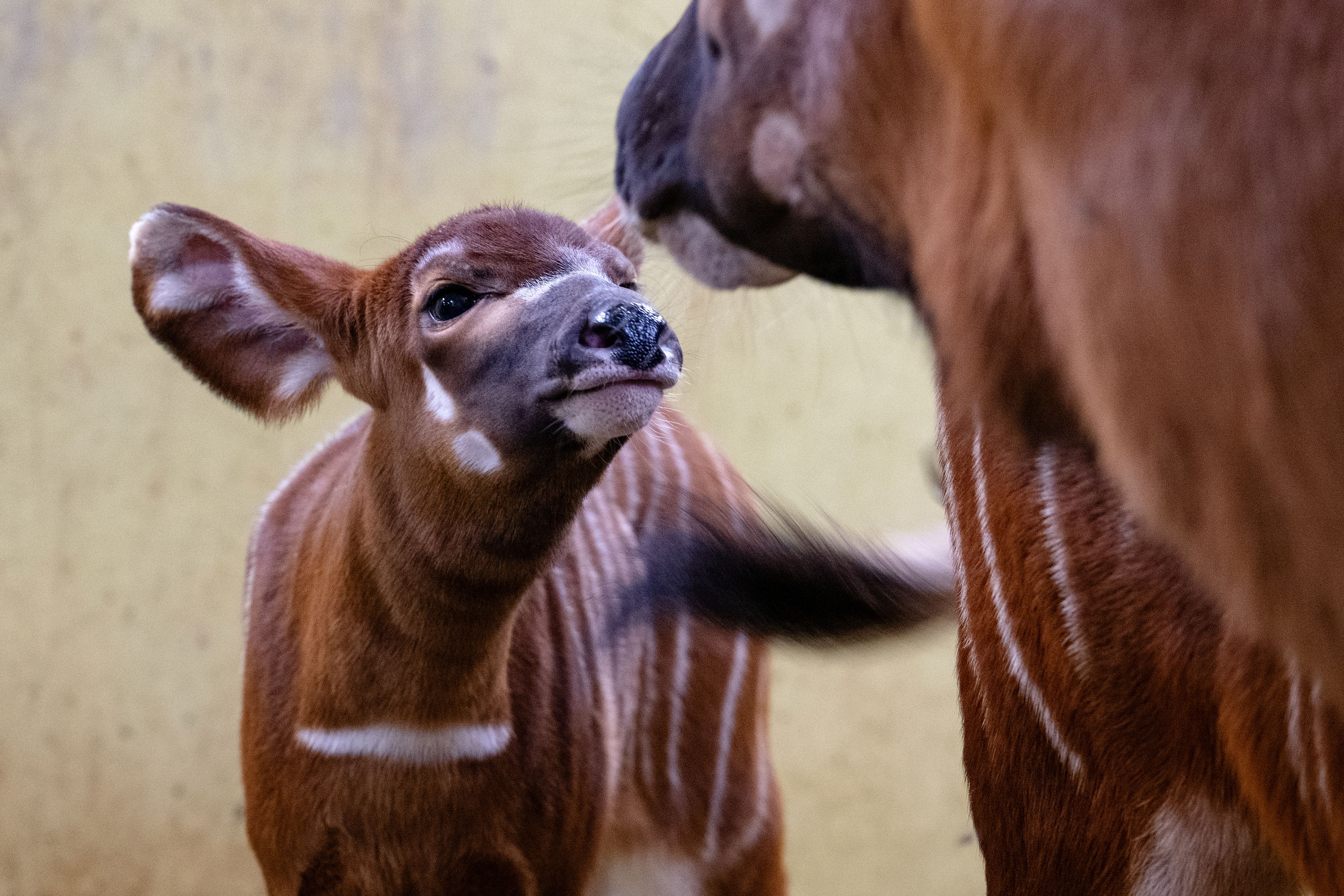 Die Bongo-Antilope gilt in vielen Teilen Afrikas bereits als ausgestorben.&nbsp;