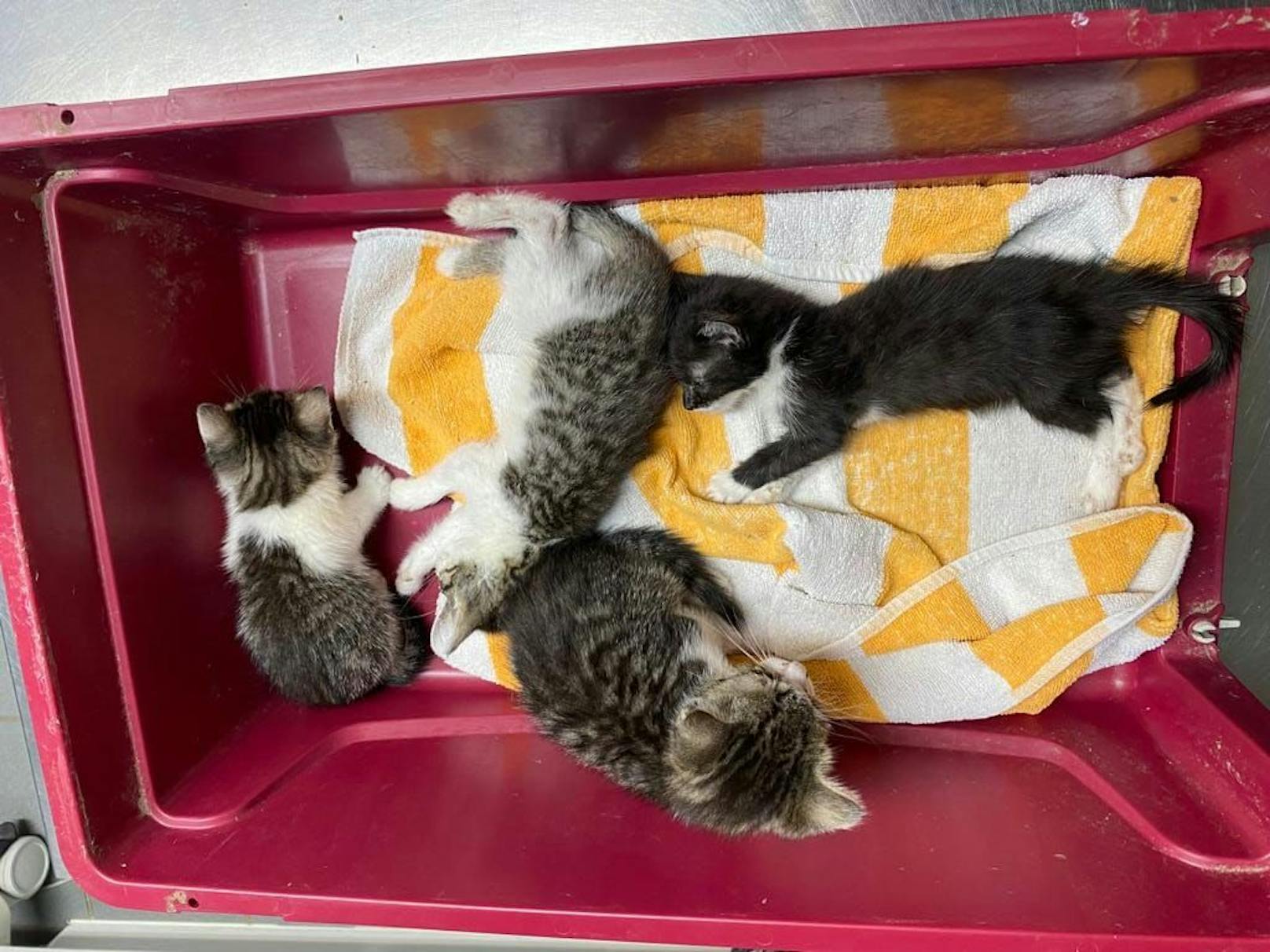 4 Katzenbabys auf Feld in Box ausgesetzt – 2 jetzt tot