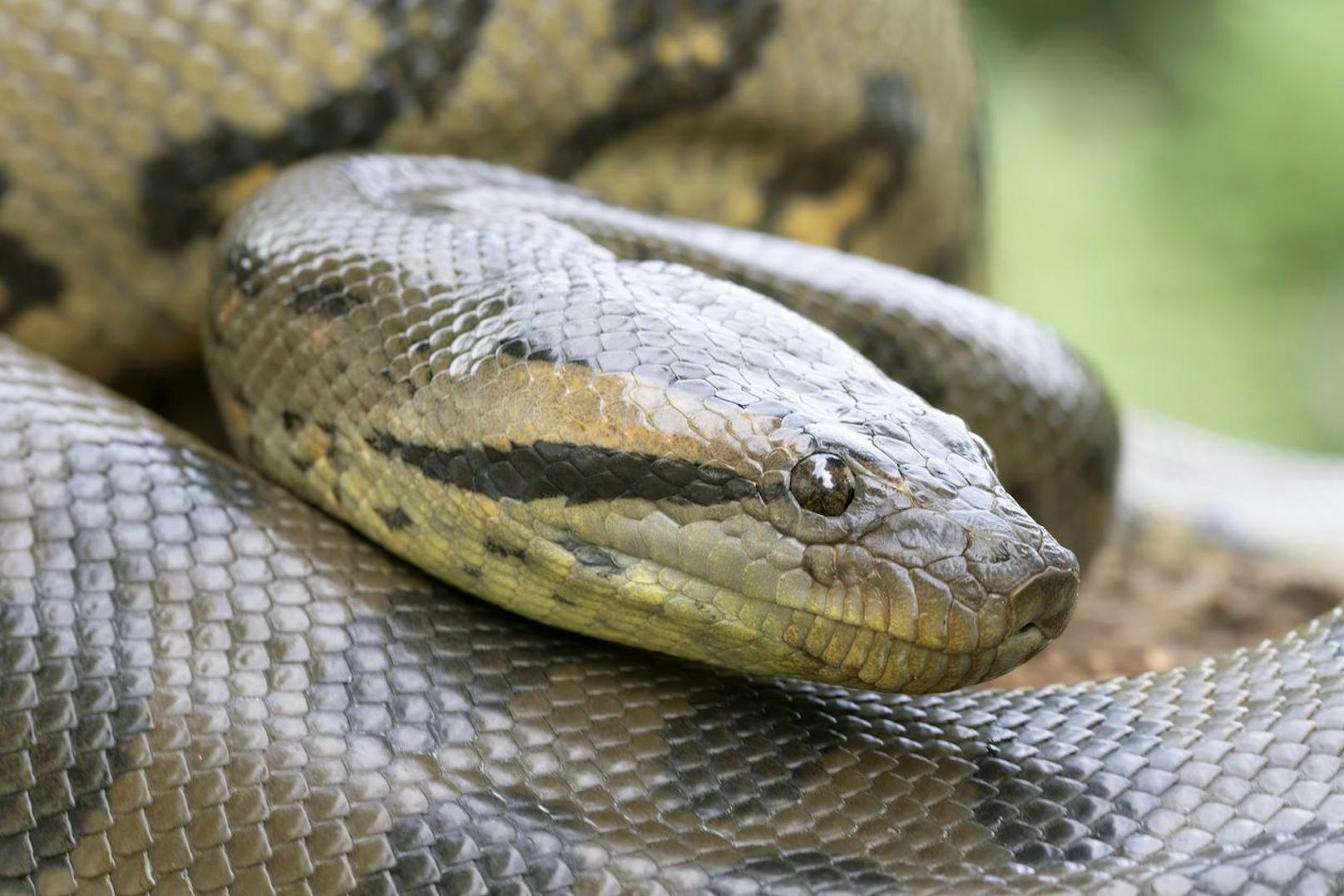 Anacondas kommen in Südamerika vor und leben in wasserreichen Gegenden. An Land sind sie eher langsam und träge, doch im Wasser flink und tödlich.&nbsp;