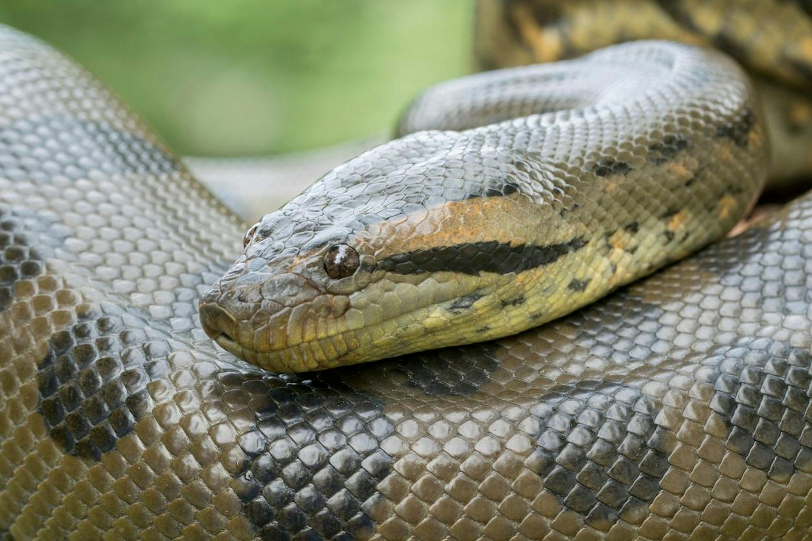 Anakondas zählen zur Familie der Boas und gehören zu den größten Schlangen der Welt.&nbsp;