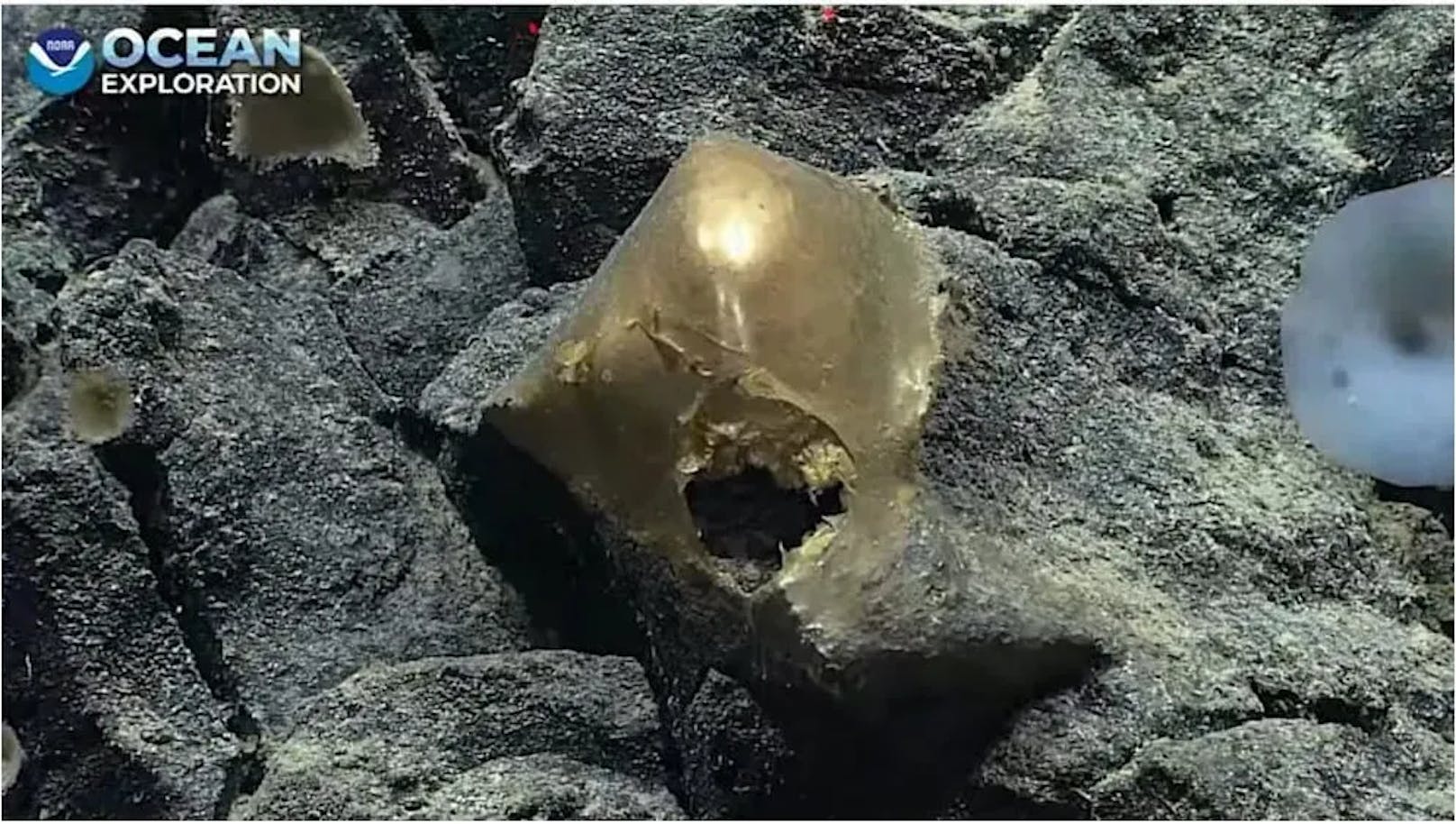 Dieses goldene "Ei" fanden die Forscher in 3000 Metern Tiefe. 