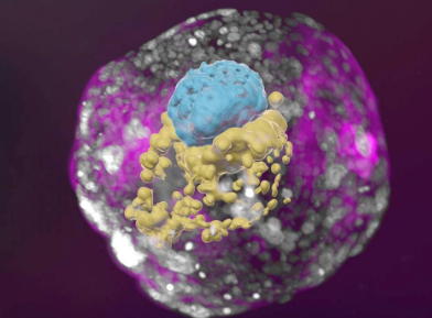 Der künstliche Embryo gleicht dem eines zwei Wochen alten Menschen.