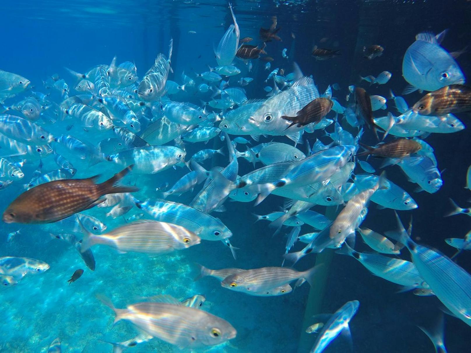 Bei der Bandbrasse handelt es sich um einen Raubfisch mit kleinen spitzen Zähnen.