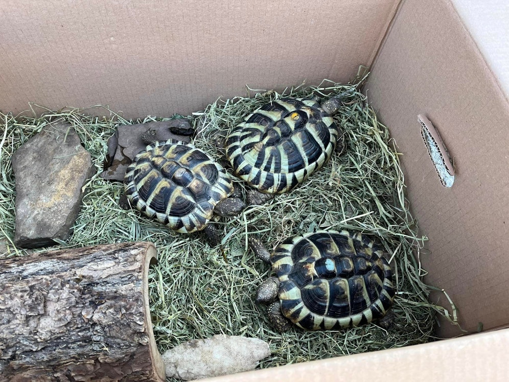 Die Schildkröten sind aufgrund der schlechten Haltung missgebildet.