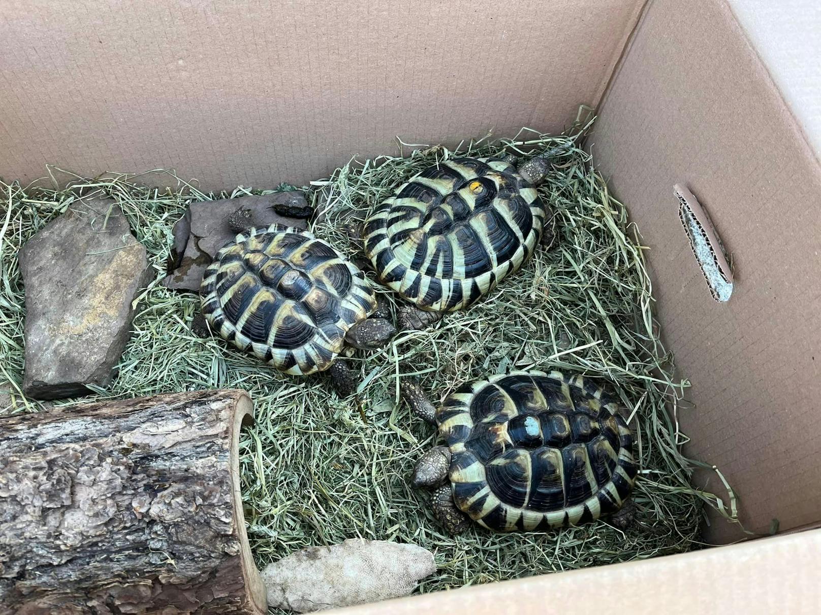 "Schrecklicher Zustand"–Schildkröten in Box ausgesetzt