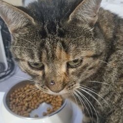 Das Projektil blieb in der Nase der Katze stecken.