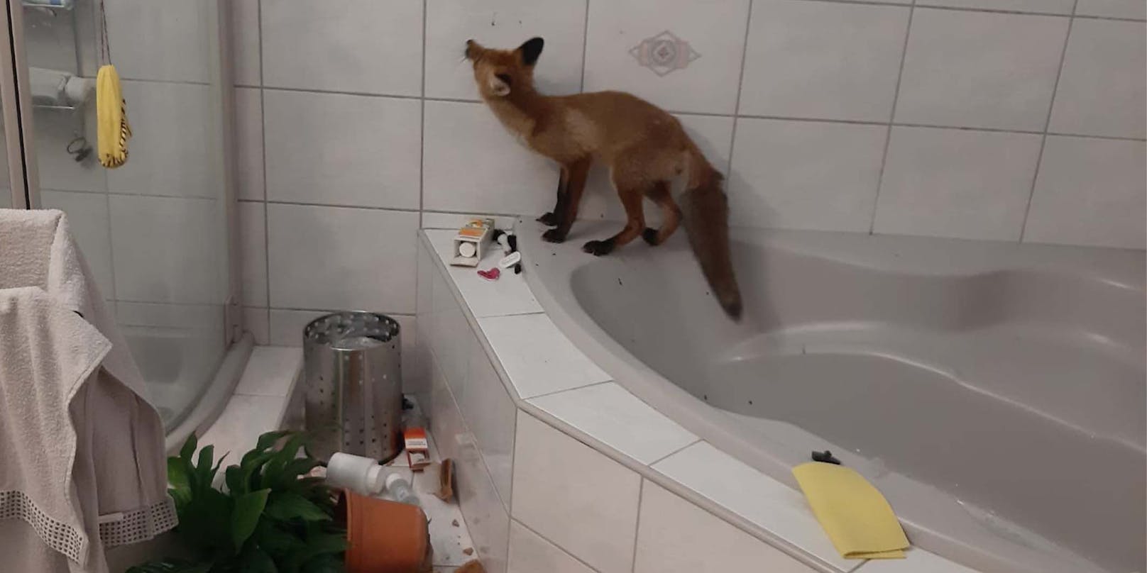 "Verwüstet": Fuchs dringt in Badezimmer von Frau in NÖ ein